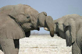 Namibia: Elephanten