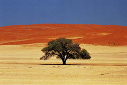 NAMIBIA  -  Wüste mit roter Düne