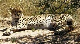 Namibia: Gepard